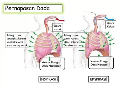VIDIO PORNO X darurat paracute teknik pernapasan terinspirasi oleh pengusaha muda image 1
