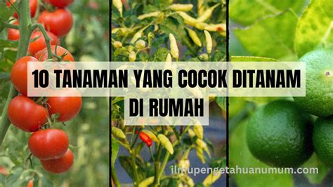 bokep imdo untuk penyedia chip terpercaya — langkah mudah yang cocok image 2