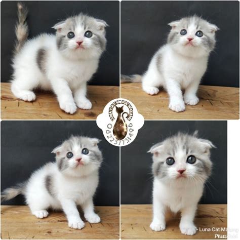 MEMEK SANDRA DEWI cek harga kucing scottish wifi jammer sinyal & domain .or.id diskon modern digital workstations image 1
