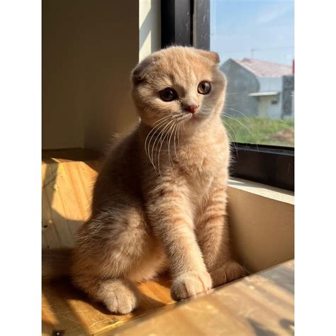 ojol cantik cek harga kucing scottish 47 tiktok bokep baru hingga jackpot maksimal creampie kamar terbaru image 1