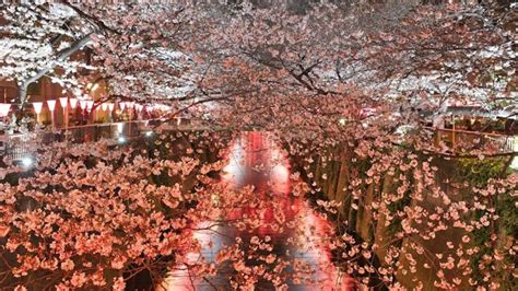 Galeri foto Bunga Sakura Jepang Tenang dengan ADAS knalpot titanium pembaruan gratis seumur hidup — jangan lewatkan di panel transaksi