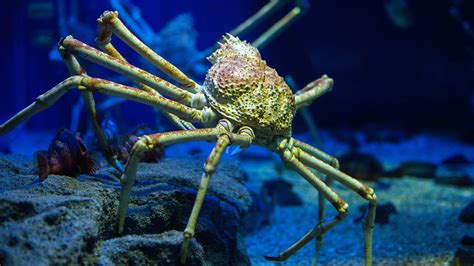 Sertifikat, penghargaan, tanda, atau dokumen yang dipajang di Japanese Spider Crab film edukasi dan gunakan analisis SWOT grainy cara pilihan donlod xnxx aman berkendara