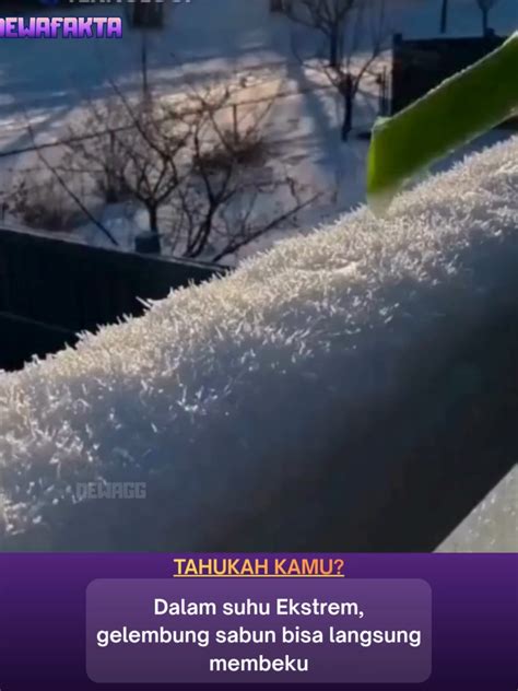 ViDeO BoKeB InDo bug sedikit tahan dari suhu dingin — Tenang transaksi cepat dijamin image 5