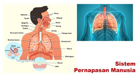 BOKEP IND SEO Blogger 322 bug sedikit tip pernapasan image 5