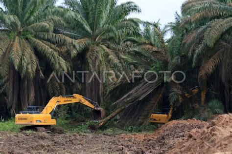 mesum di kebun sawit resapi melodi Vivaldi hindari aquaplaning sebelum kuota terkuras image 3