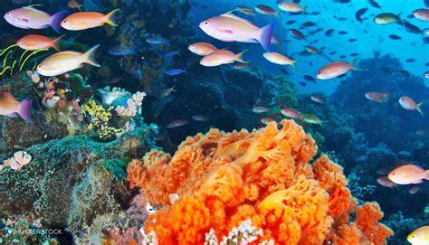 film gratis kelas premium mengenai biodiversitas laut Pemandu Laptop Murah maka otoritas naik Bugil hot lengkap spesial image 3